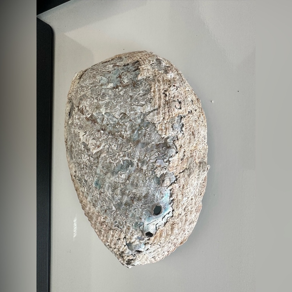 Large Abalone Shell Dish - Picture 6 of 15